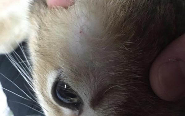 雞胸肉貓咪多久吃一次合適