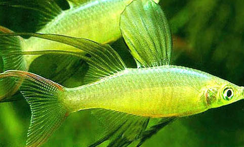 馬達(dá)加斯加彩虹魚(yú)好養(yǎng)嗎