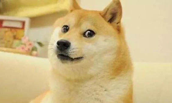 養柴犬需要注意什么