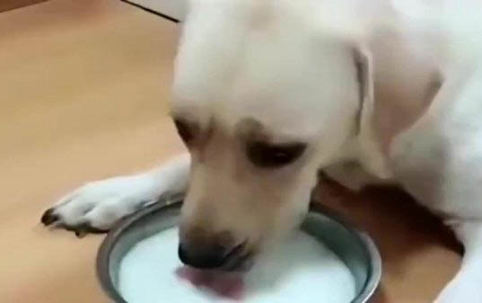 狗狗裁耳后多久可以拆線