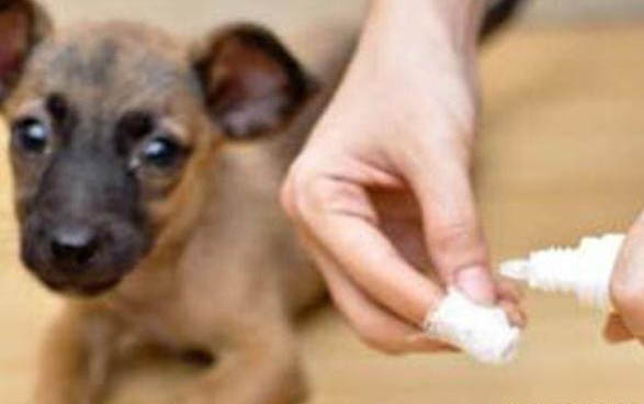 犬細小病毒用慶大能治狗狗嗎