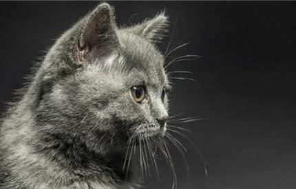 英短和布偶貓哪個好養