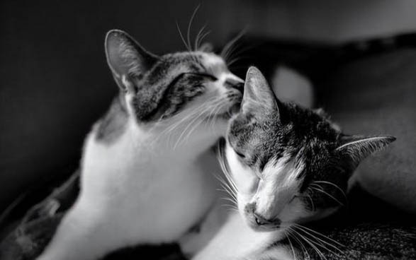 小貓胡須的特點有哪些