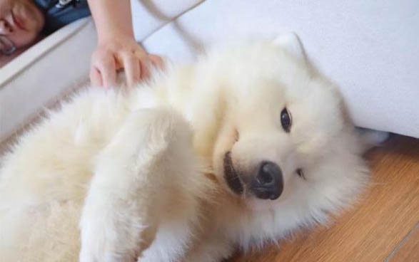 狗瘟的后遺癥眼睛不好使