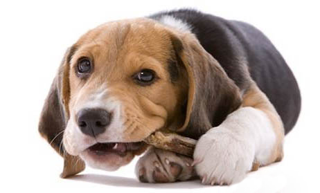 動車可以帶寵物狗嗎