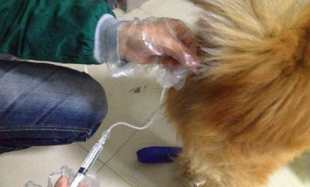5歲的狗狗會感染細小病毒嗎