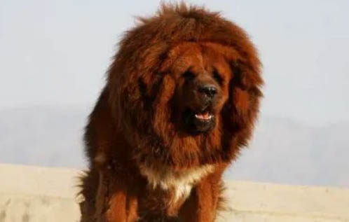 如何保護藏獒狗狗的牙齒