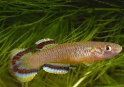 魚骨紋美短是什么貓配種出來的