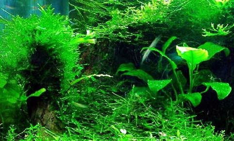 魚缸里養草魚能活嗎
