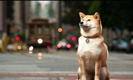 柴犬智商高嗎