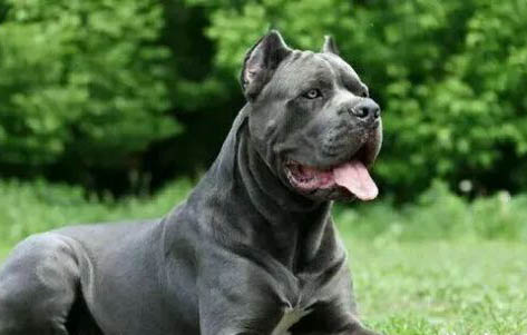 卡斯羅犬的缺點是什么