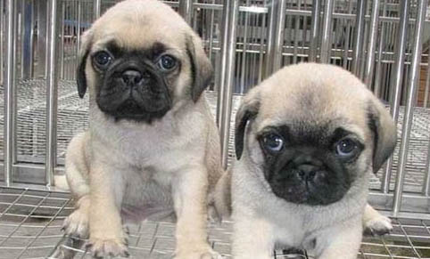 怎么改善狗狗淚痕問題