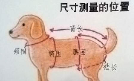 有哪些狗狗作為導盲犬？