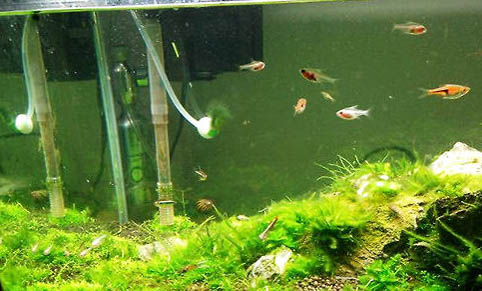 紅綠燈魚好養活嗎