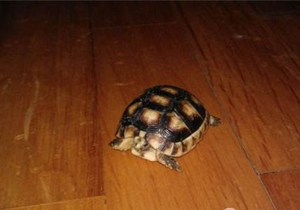 陸龜結石有哪些癥狀