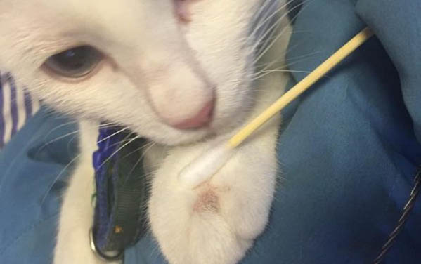 貓咪只吃貓條不吃貓糧怎么辦