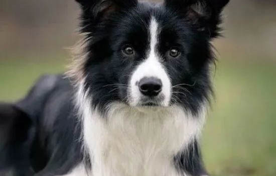 邊境牧羊犬訓練技巧