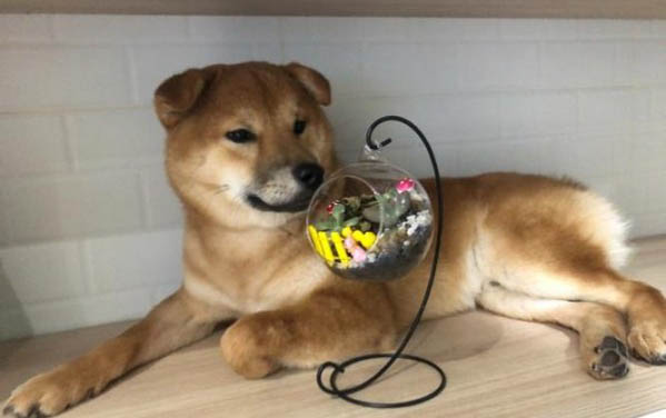 柴犬是日本的土狗嗎為什么