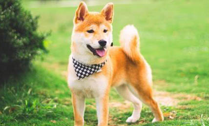 柴犬和秋田犬哪個好養