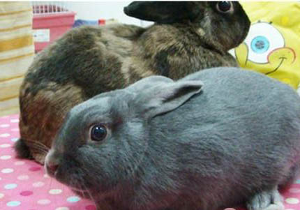 為什么沒人養銀狐犬