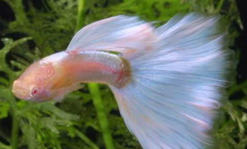 孔雀魚養殖溫度要求