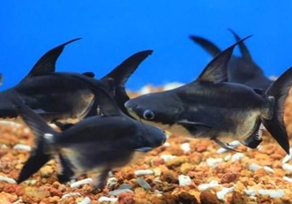 不用加熱棒的觀賞魚有哪些