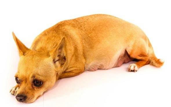 狗狗臨死前會怎么樣