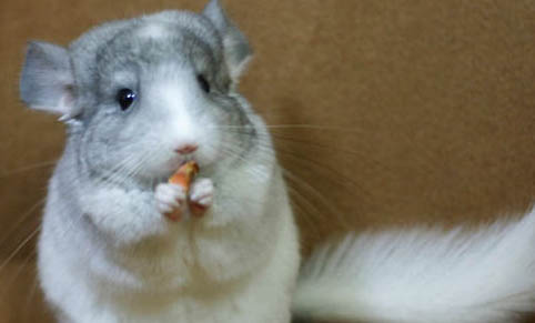 龍貓苜蓿草多久喂一次比較好