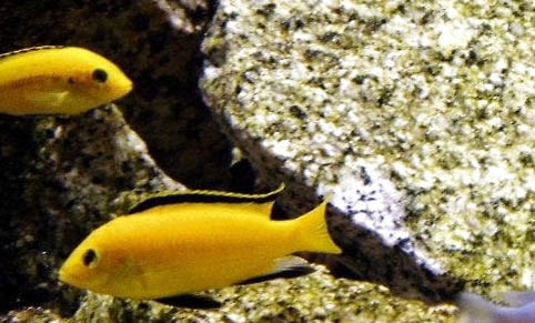 什么時候給魚打氧