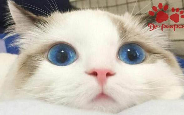 小貓得了急性腸胃炎怎么辦