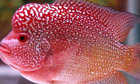 維生素C還原過的高錳酸鉀水可以養魚嗎