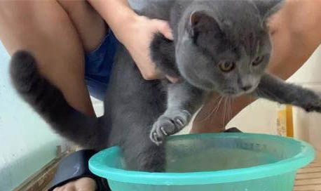 英短三花是串串嗎