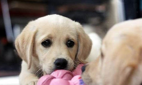 狗狗吃了巧克力怎么處理