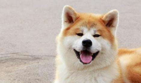 日本秋田犬眼睛有眼屎是什么原因引起的