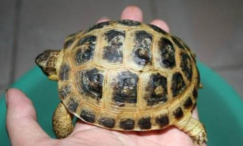 四爪陸龜能活多久