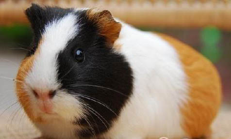 荷蘭豬怕冷嗎，會凍死嗎