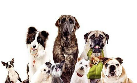 懷孕的狗狗能吃藥嗎