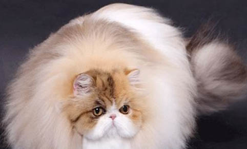 真正的波斯貓眼睛是什么顏色