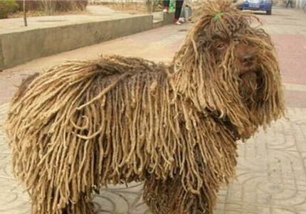 紐波利頓犬性格怎么樣啊