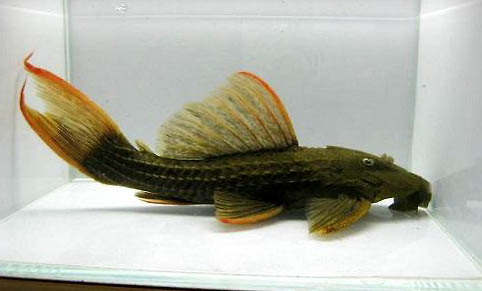 草金魚混養要注意什么