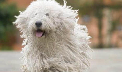 可蒙犬半夜突然叫的原因及處理方法