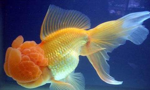 養(yǎng)魚的水要放幾天