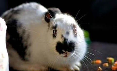 如何飼養寵物兔