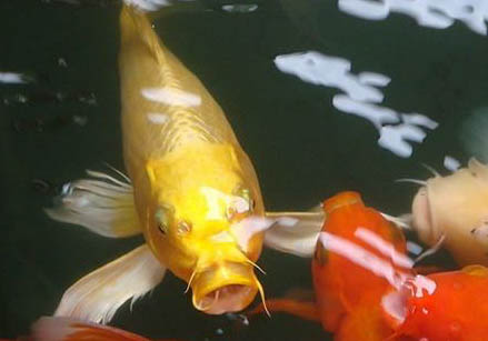 錦鯉為什么咬魚