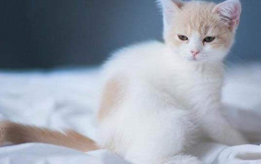 小貓為什么會吐黃水？如何處理？注意事項是什么？