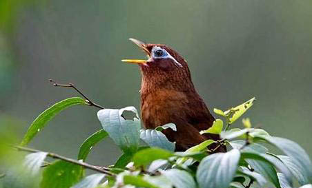 畫眉鳥水便拉稀的原因及處理方法