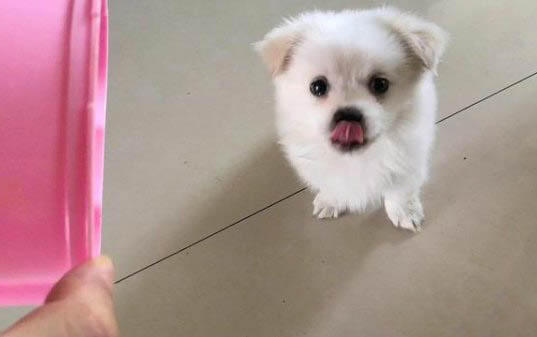 狗狗絕育手術是做還是不做