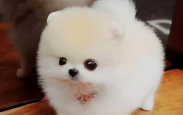 如何解決幼犬晚上叫的情況？