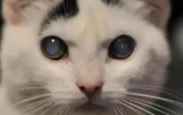 小貓腿骨折了能自愈嗎？