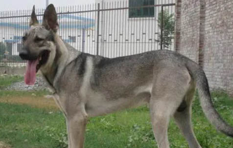 狼青犬的性格與特點(diǎn)